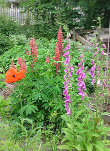 Lupins, Foxgloves and Poppies in the garden at Coire Choille