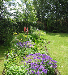 The garden