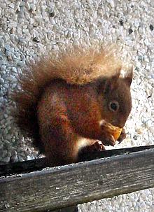 One of our frequent visitors - a Red Squirrel
